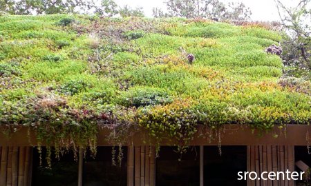 Модульная система для озеленения крыши от GreenSquared